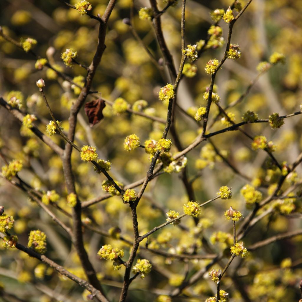 Lindera obtusiloba  - 