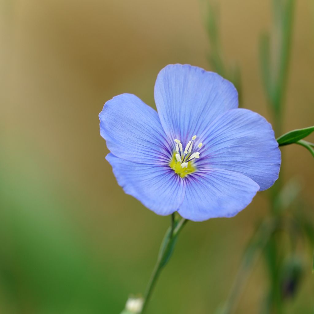 Linum perenne - Lino azul