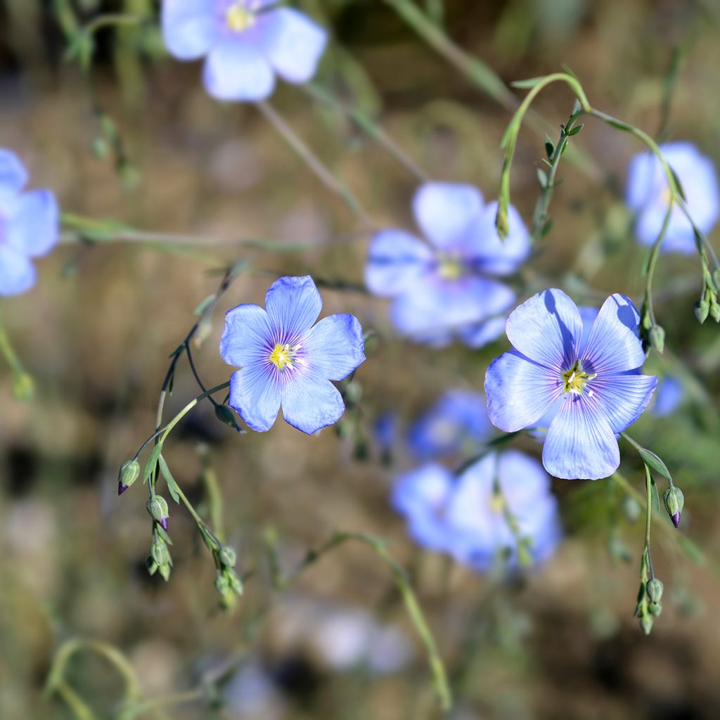 Linum perenne - Lino azul