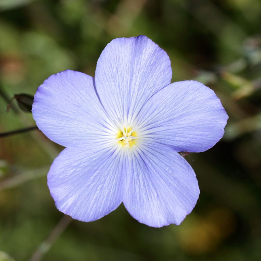 Linum perenne Saphir - Lin vivace