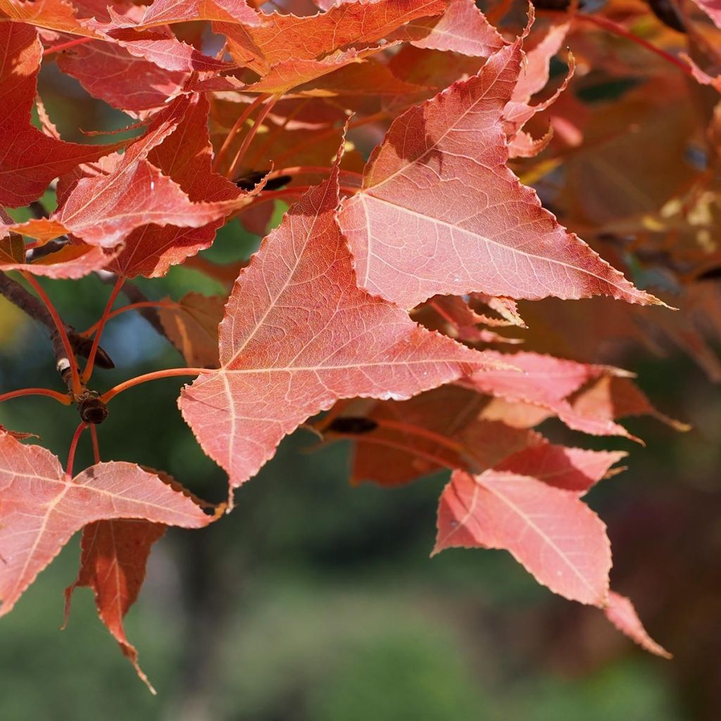 Liquidambar formosana - Copalme de Chine