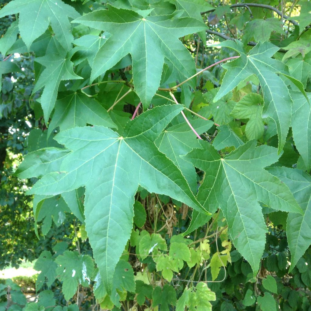 Liquidambar styraciflua - Copalme d'Amérique.