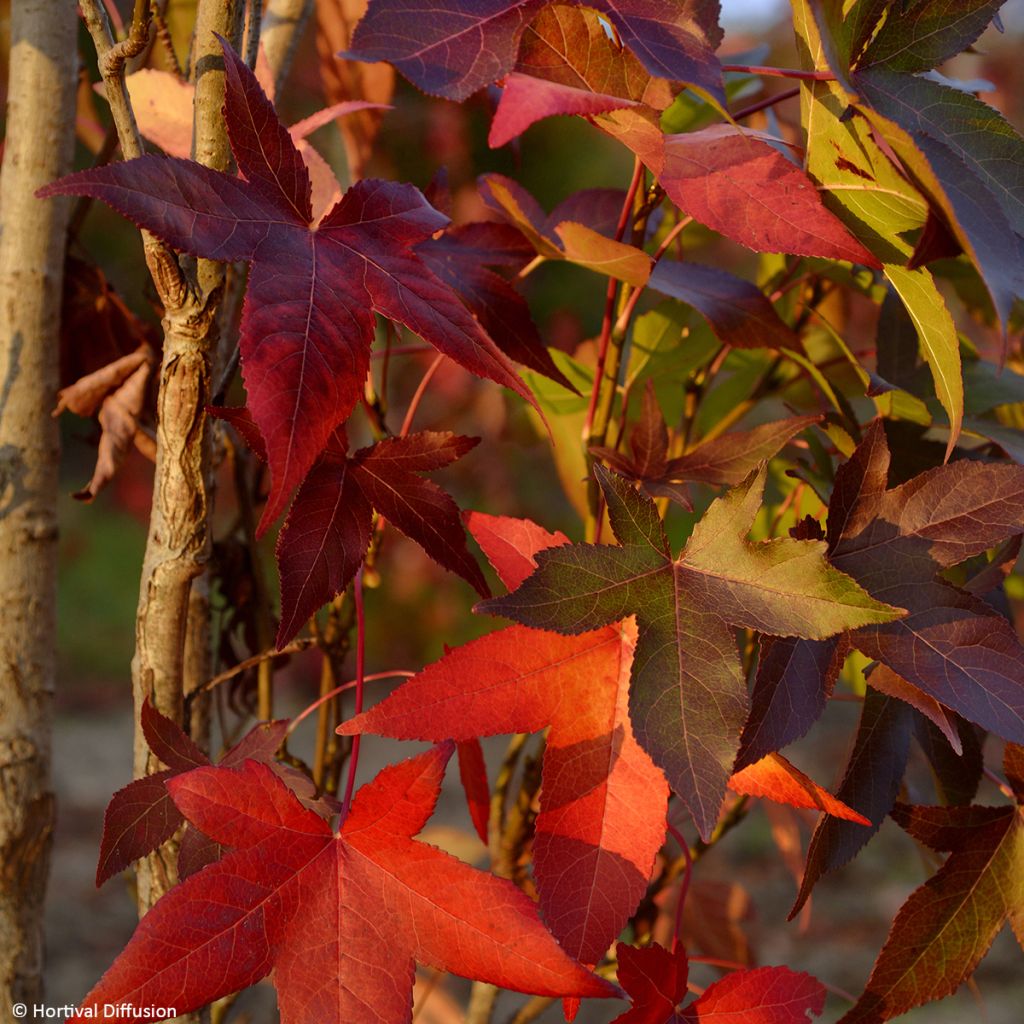 Liquidambar styraciflua Oakville Highlight