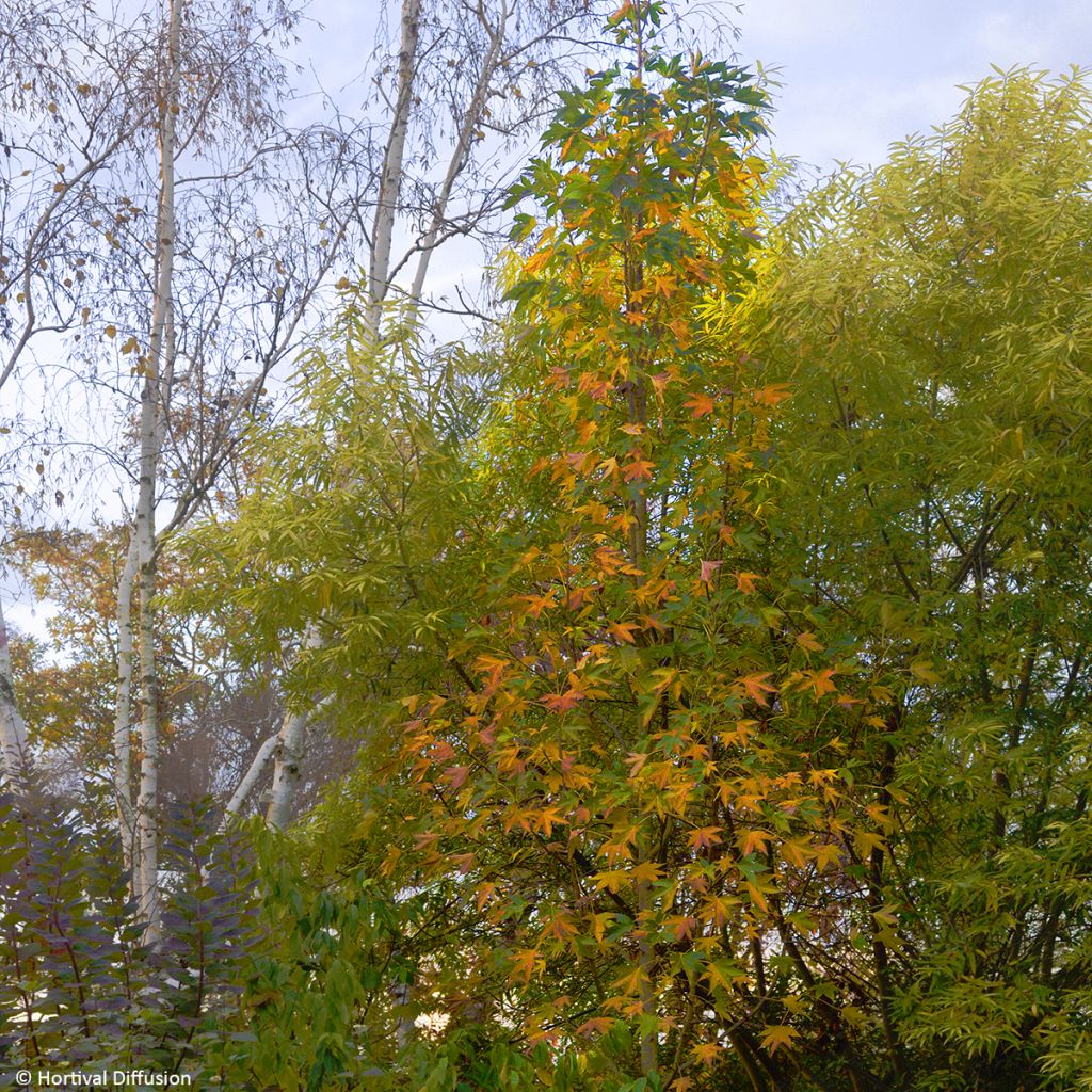 Liquidambar styraciflua Oakville Highlight