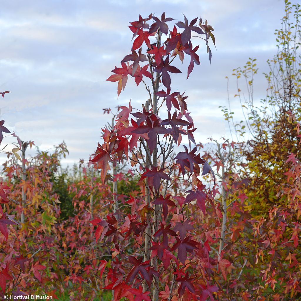 Liquidambar styraciflua Oakville Highlight