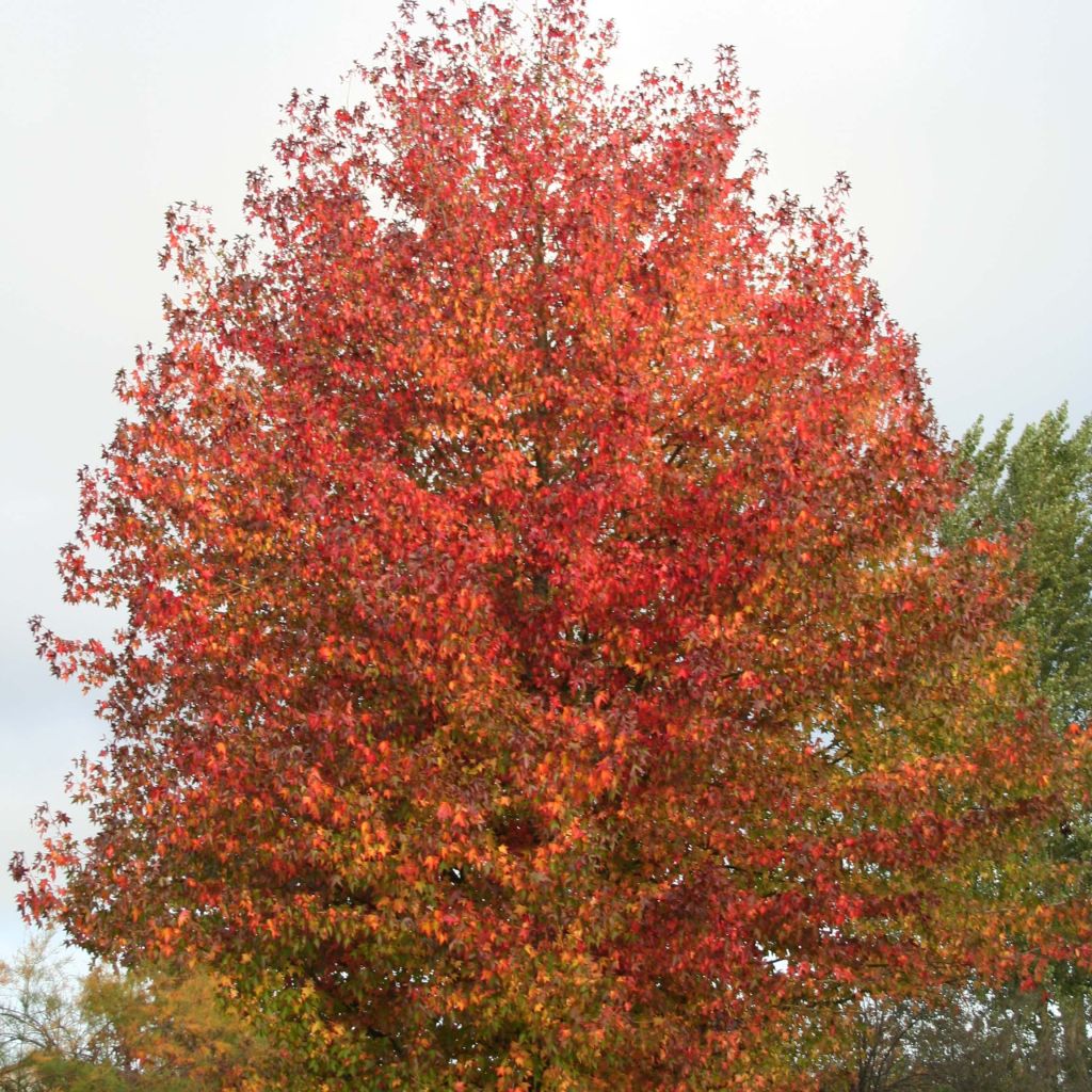 Liquidambar styraciflua Thea