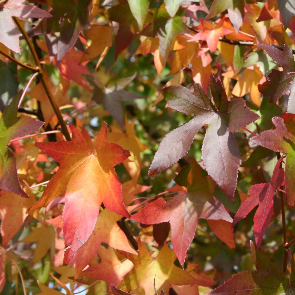 Liquidambar styraciflua Thea