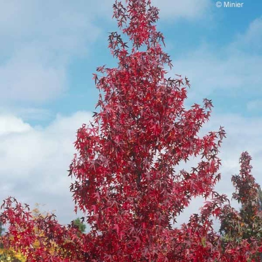 Liquidambar styraciflua Worplesdon