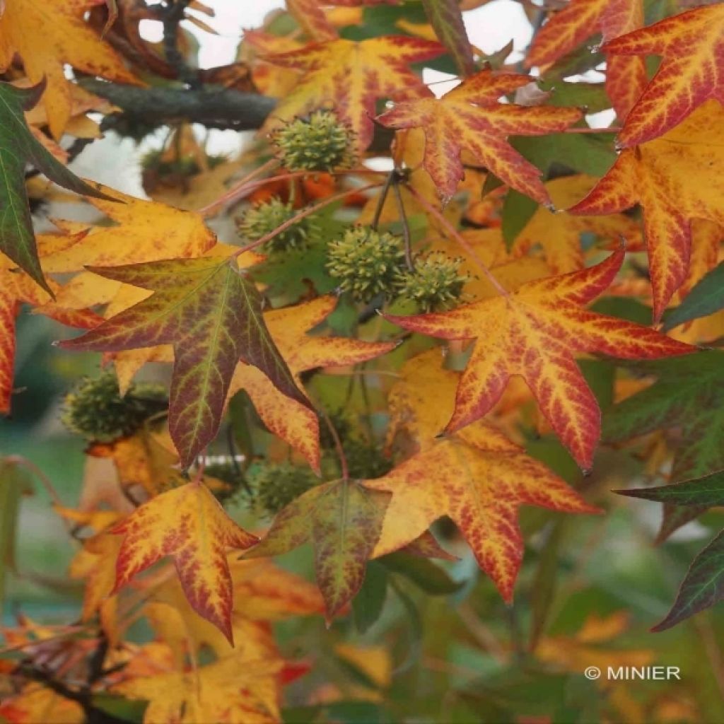 Liquidambar styraciflua Worplesdon