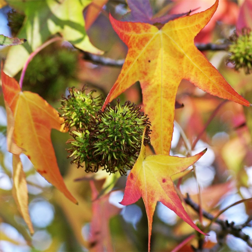 Copalme d'Amérique - Liquidambar styracyflua Stella