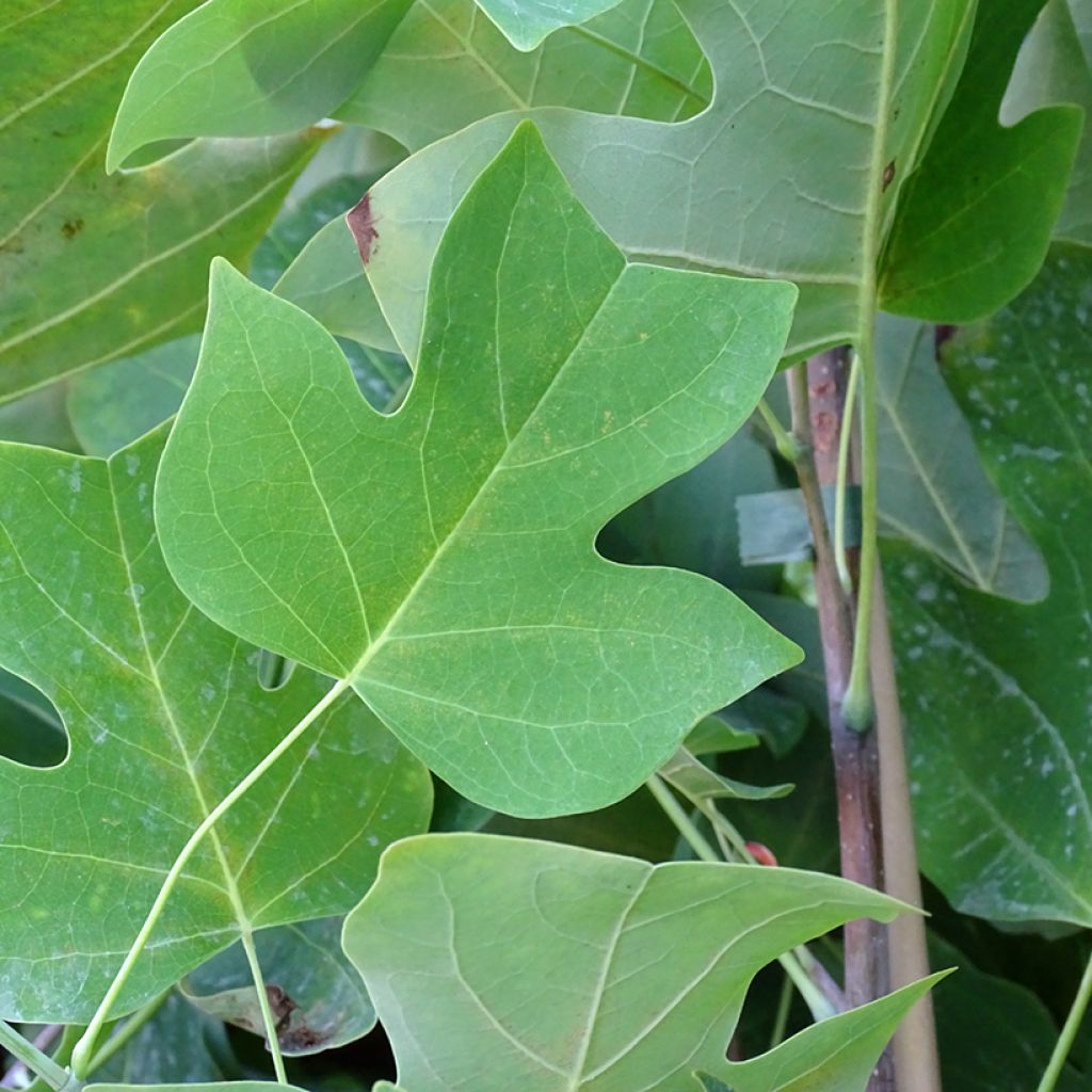 Arbol de las tulipas - Liriodendron tulipifera