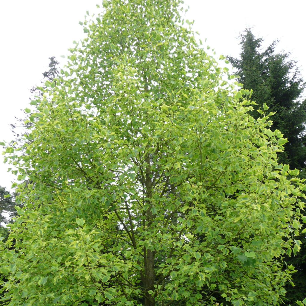 Arbol de las tulipas Aureomarginatum - Liriodendron tulipifera