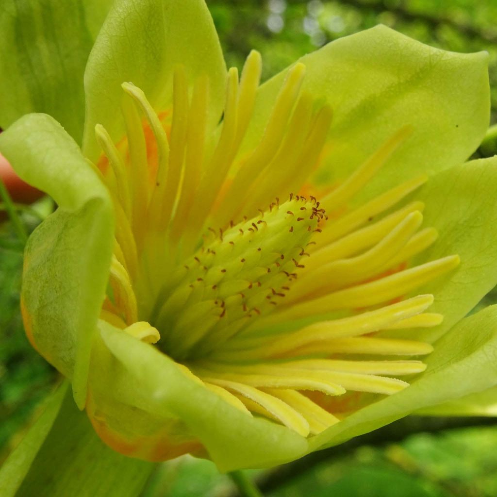 Arbol de las tulipas Aureomarginatum - Liriodendron tulipifera