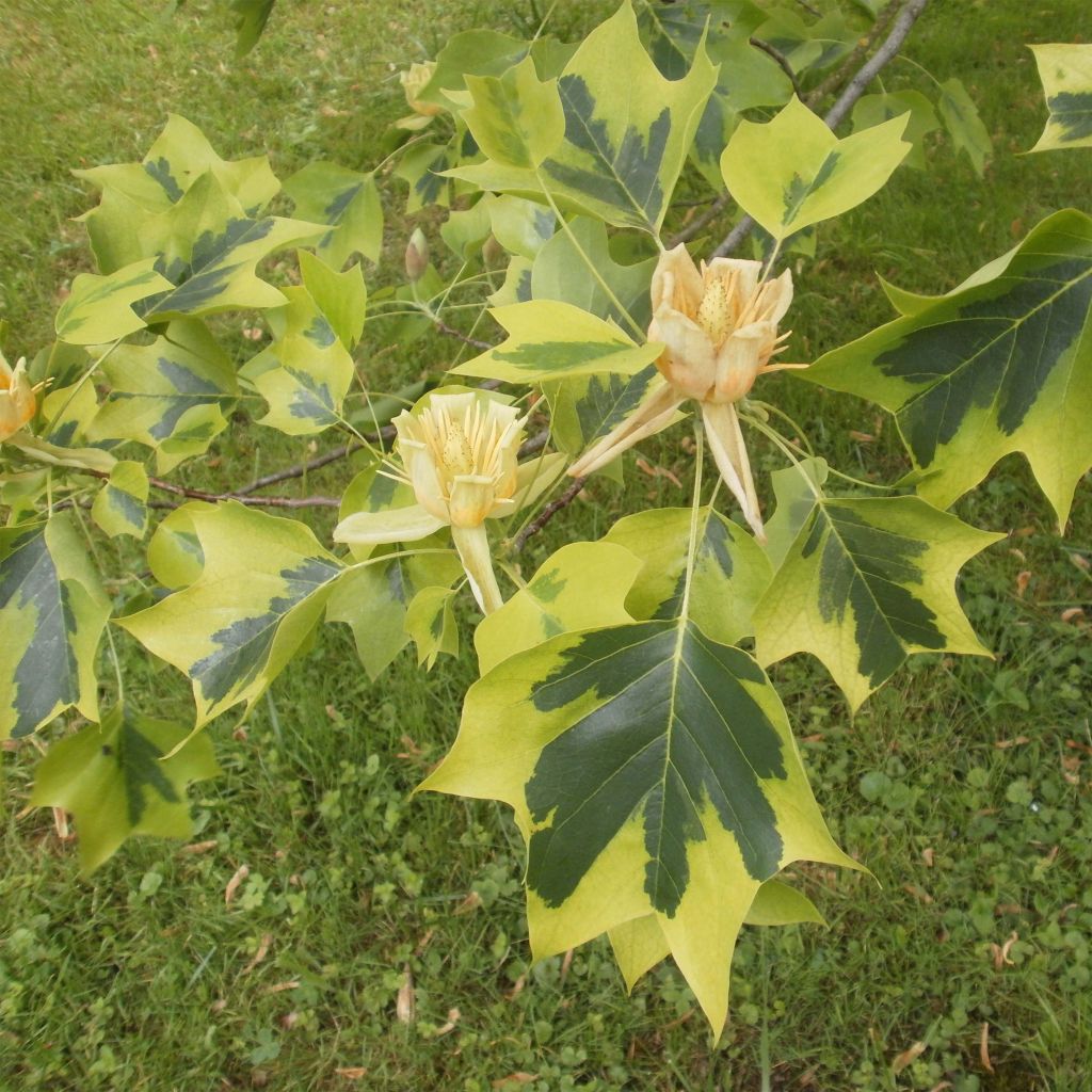 Arbol de las tulipas Aureomarginatum - Liriodendron tulipifera