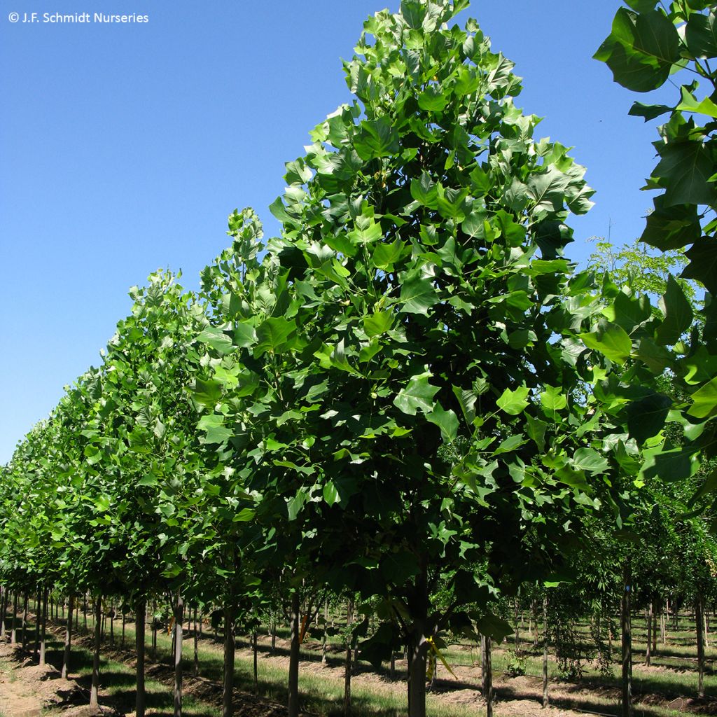 Arbol de las tulipas Emerald City - Liriodendron tulipifera