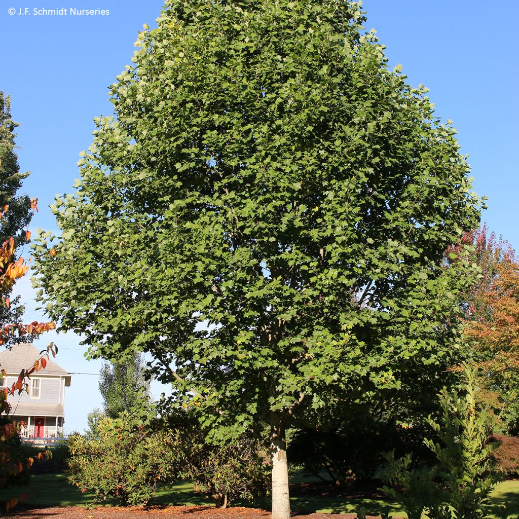 Arbol de las tulipas Emerald City - Liriodendron tulipifera