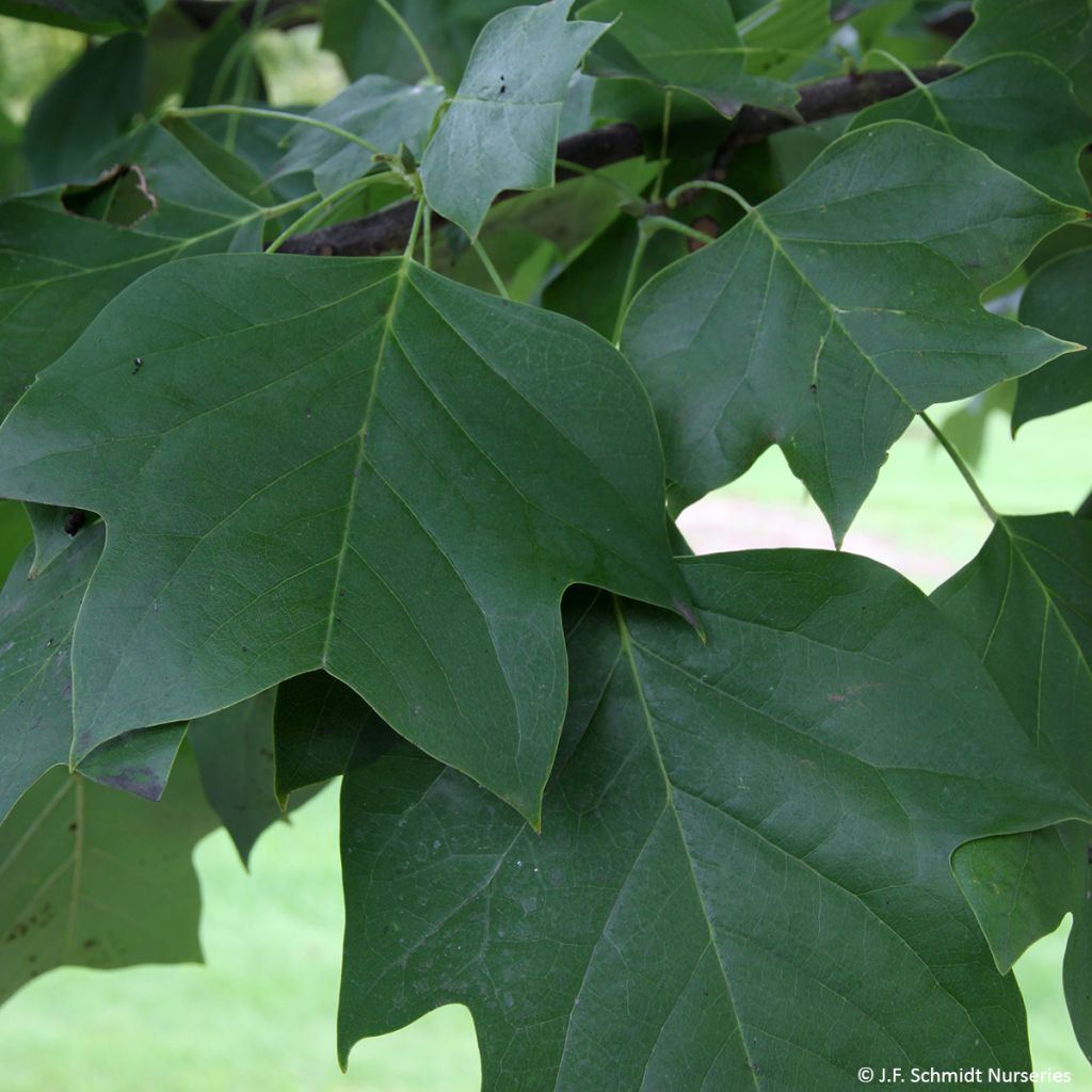 Arbol de las tulipas Emerald City - Liriodendron tulipifera