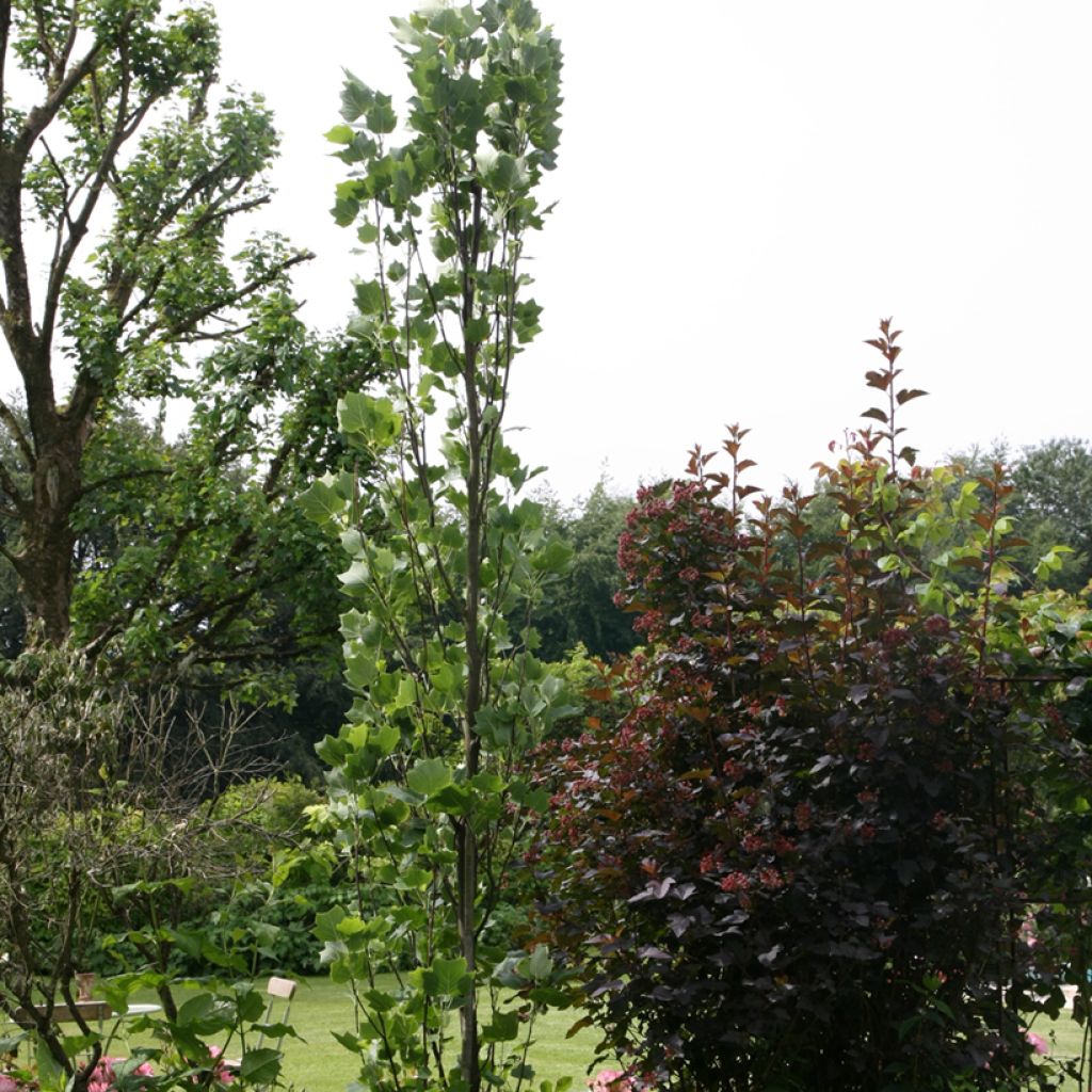 Arbol de las tulipas Fastigiata - Liriodendron tulipifera