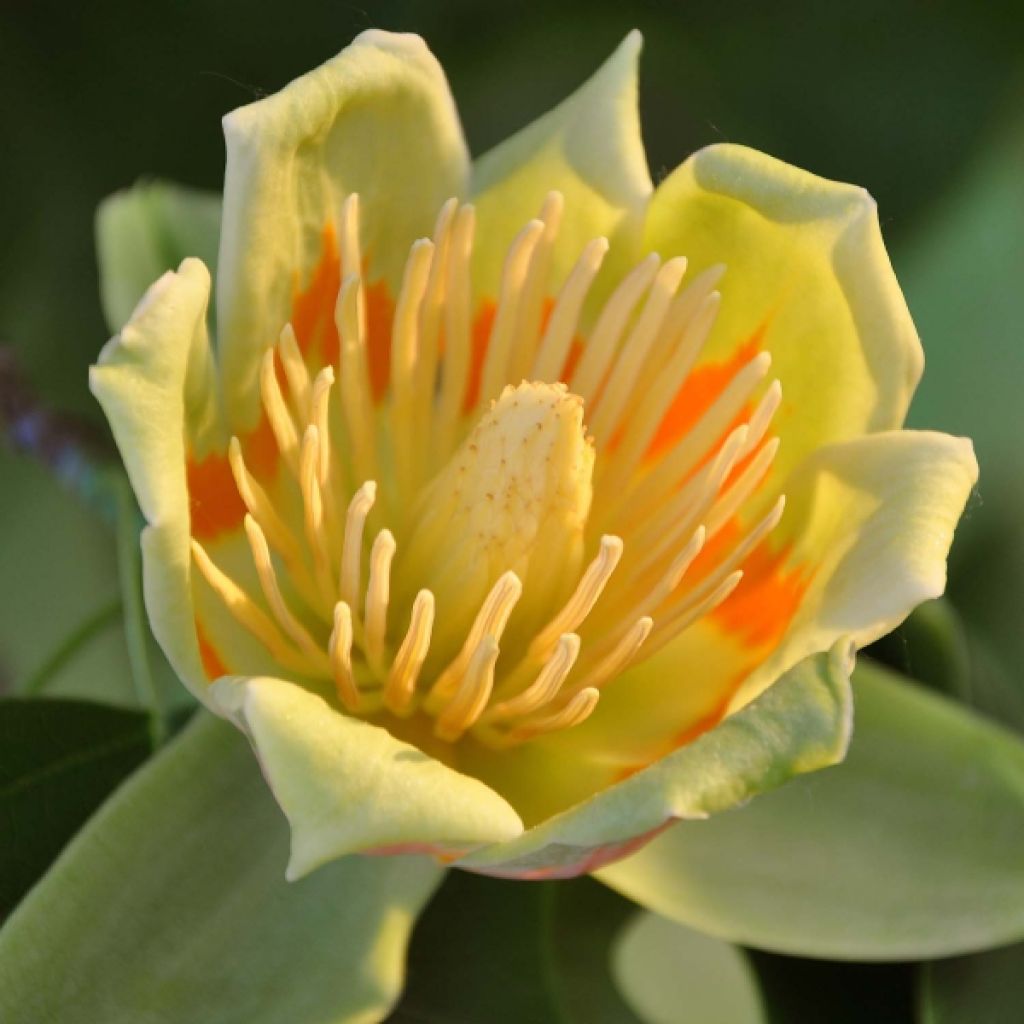 Arbol de las tulipas - Liriodendron tulipifera