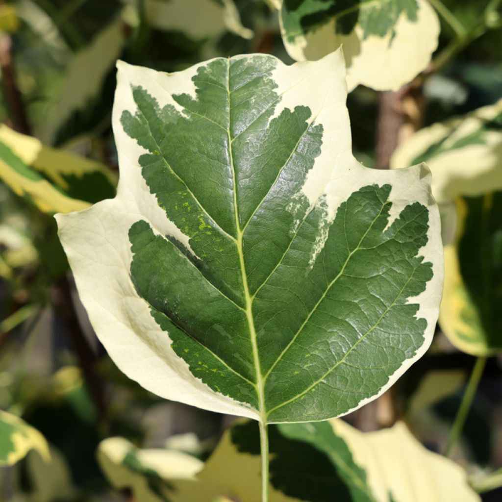 Liriodendron tulipifera Snowbird - Tulip tree, American tulip tree, Tulip poplar, Yellow poplar.