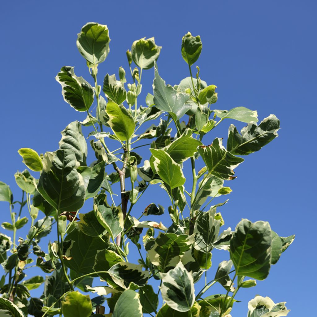 Liriodendron tulipifera Snowbird - Tulip tree, American tulip tree, Tulip poplar, Yellow poplar.