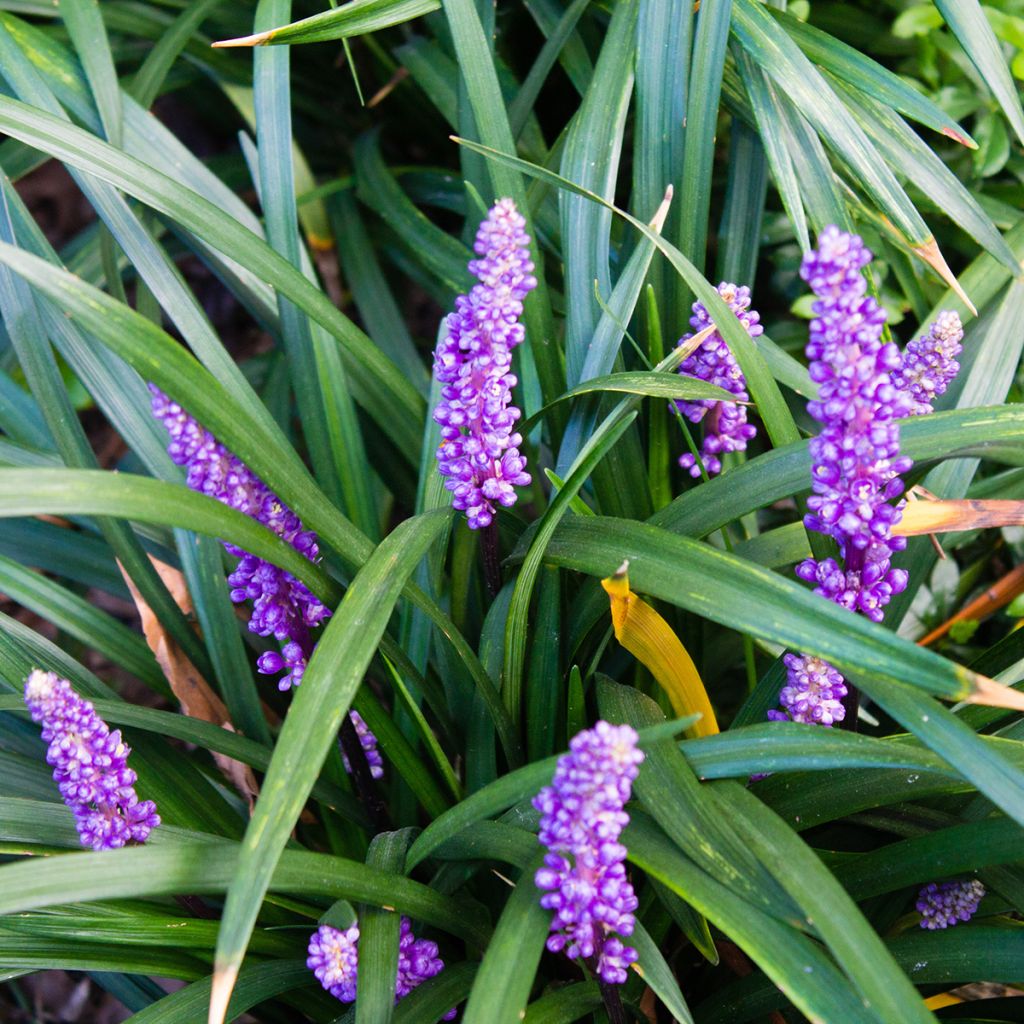 Liriope muscari - Serpentina