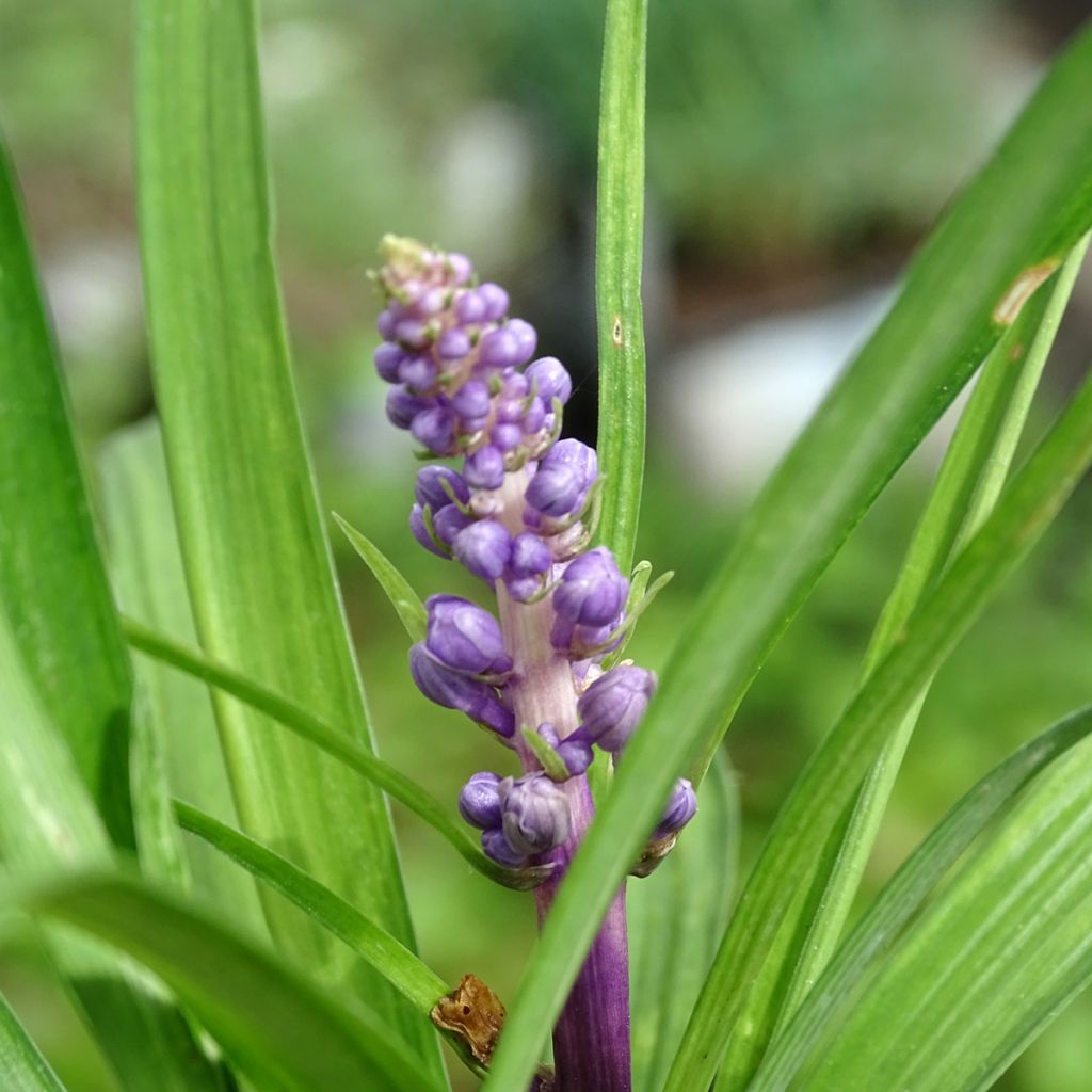 Liriope muscari