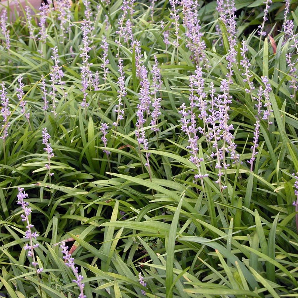 Liriope spicata