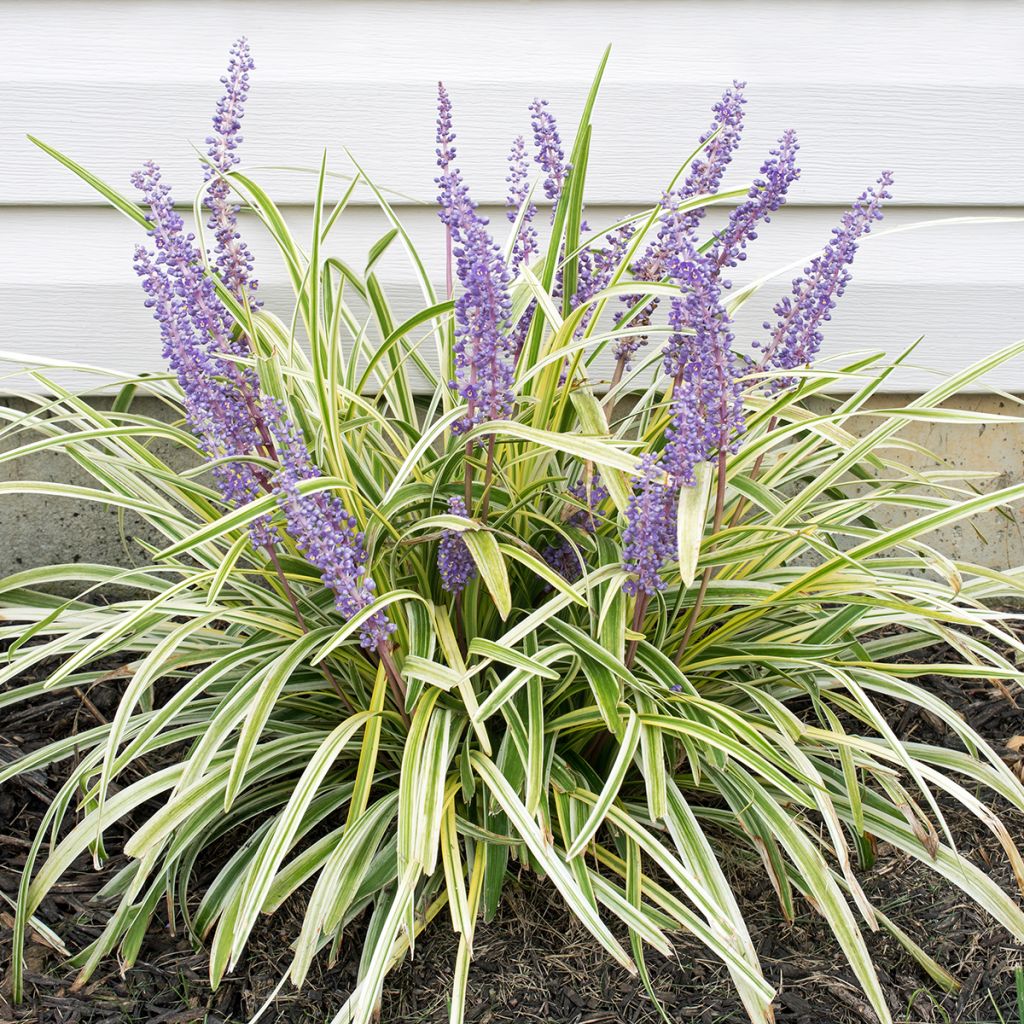 Liriope spicata Silver Dragon - Espigosa