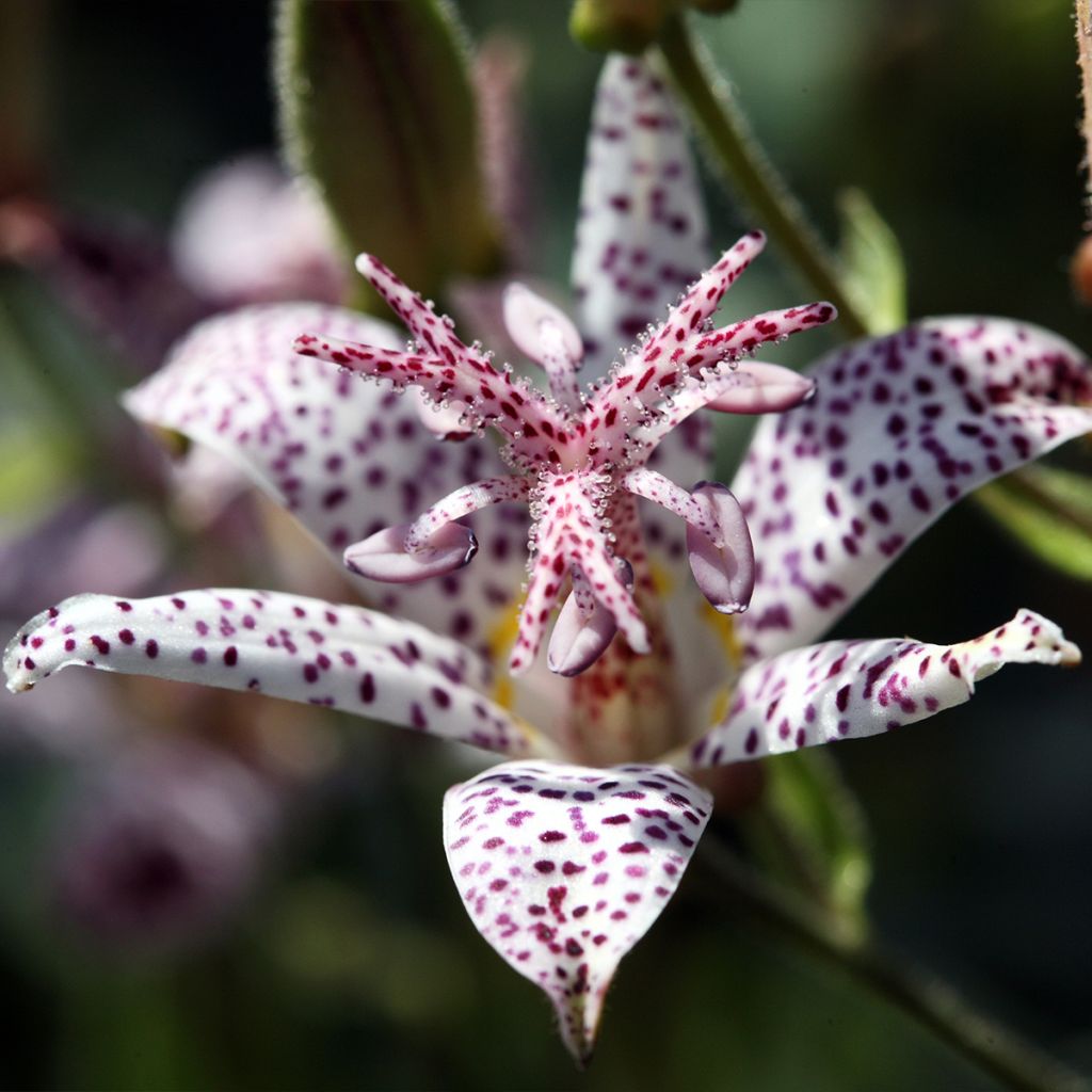 Tricyrtis hirta Albomarginata - Lirio sapo