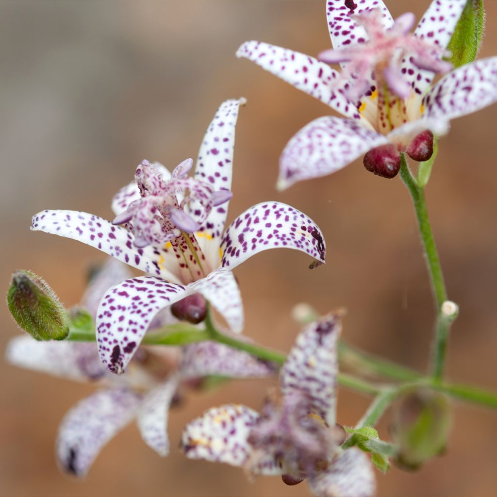 Tricyrtis hirta Albomarginata - Lirio sapo