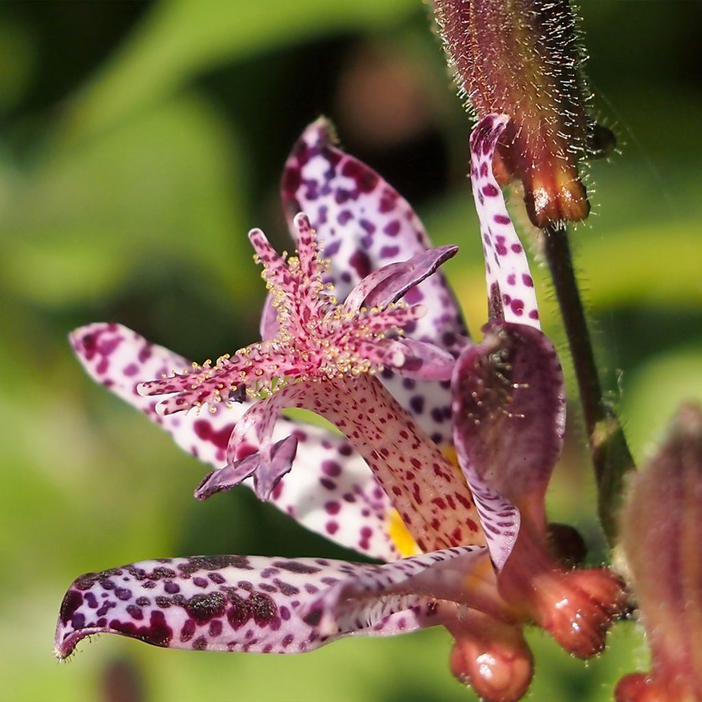 Tricyrtis hirta Albomarginata - Lirio sapo