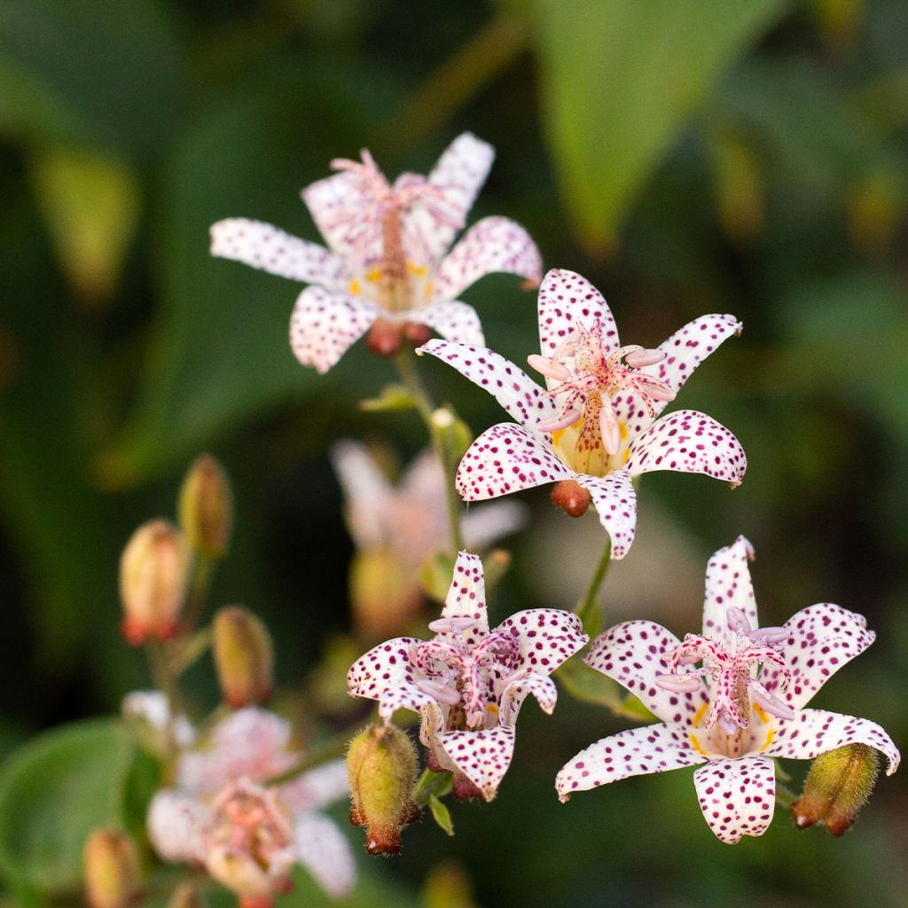 Tricyrtis hirta Albomarginata - Lirio sapo