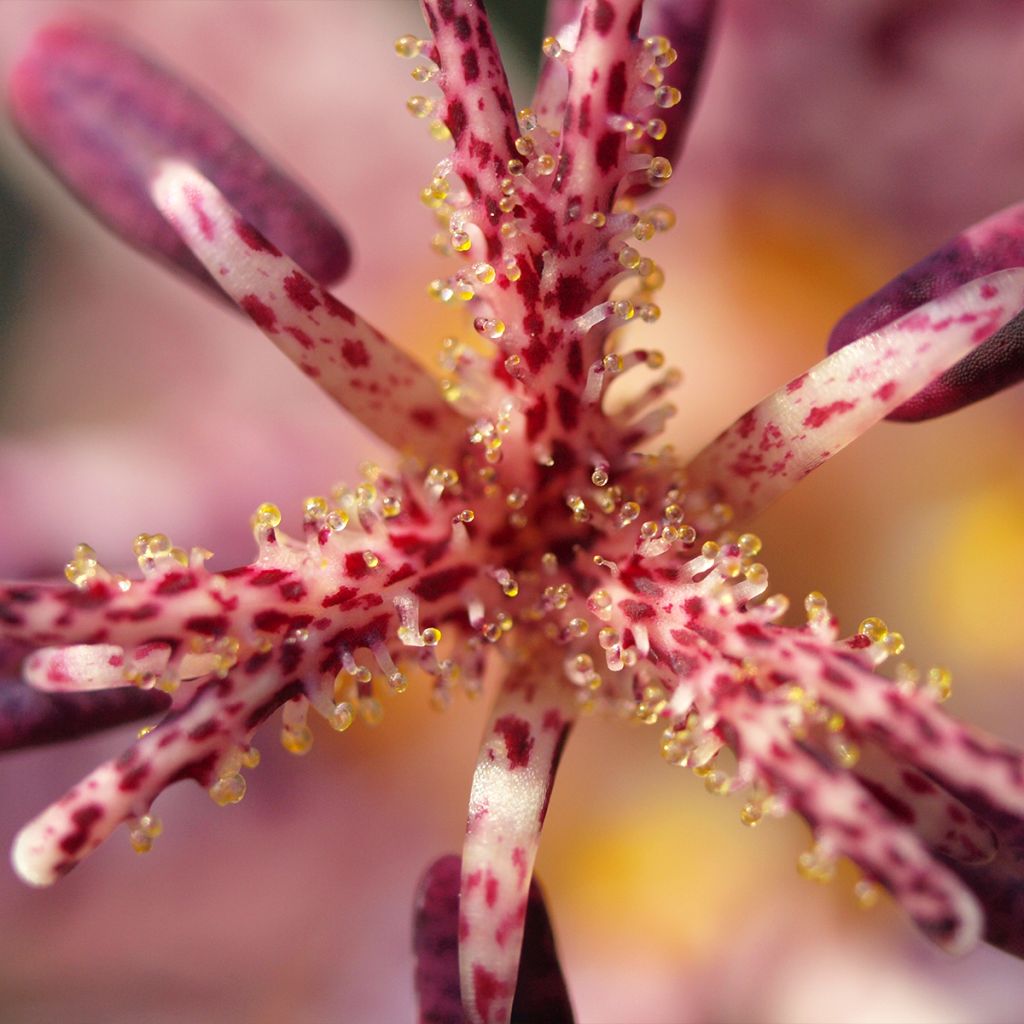 Tricyrtis hirta Albomarginata - Lirio sapo