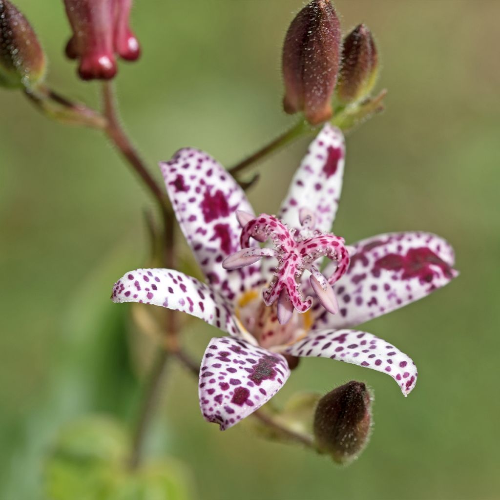 Tricyrtis hirta Albomarginata - Lirio sapo