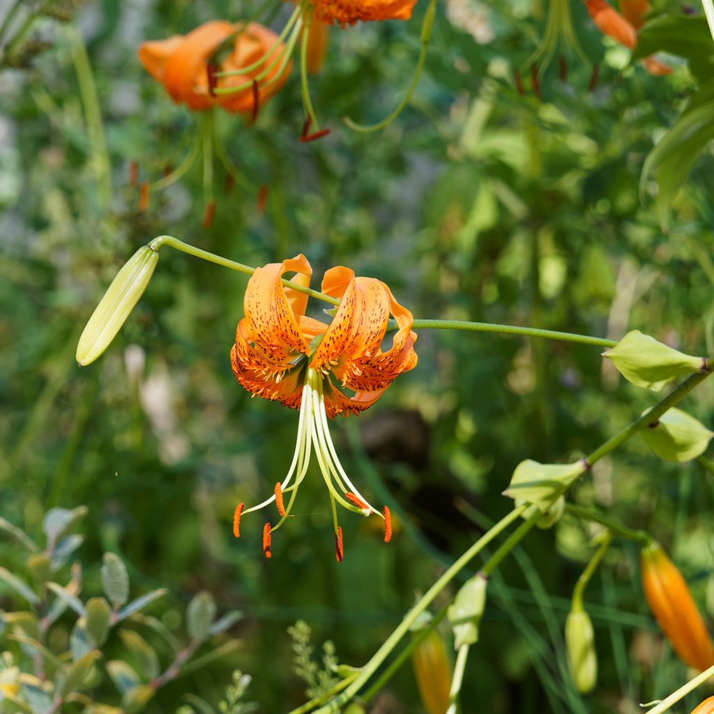 Lis botanique henryi