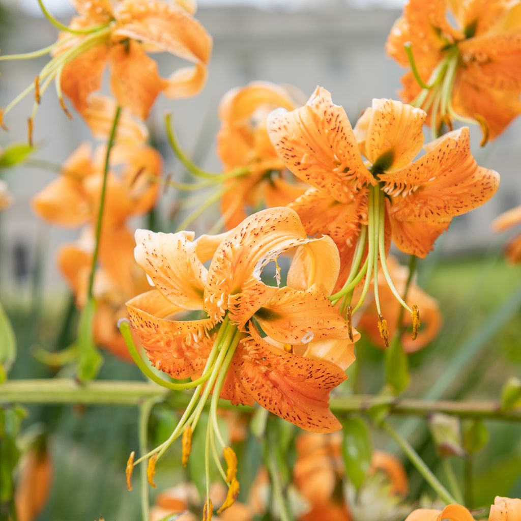 Lis botanique henryi