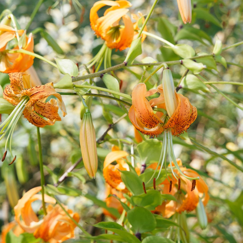 Lis botanique henryi