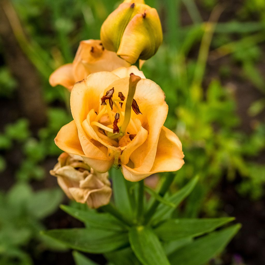 Lis double Apricot Fudge - Lilium asiaticum