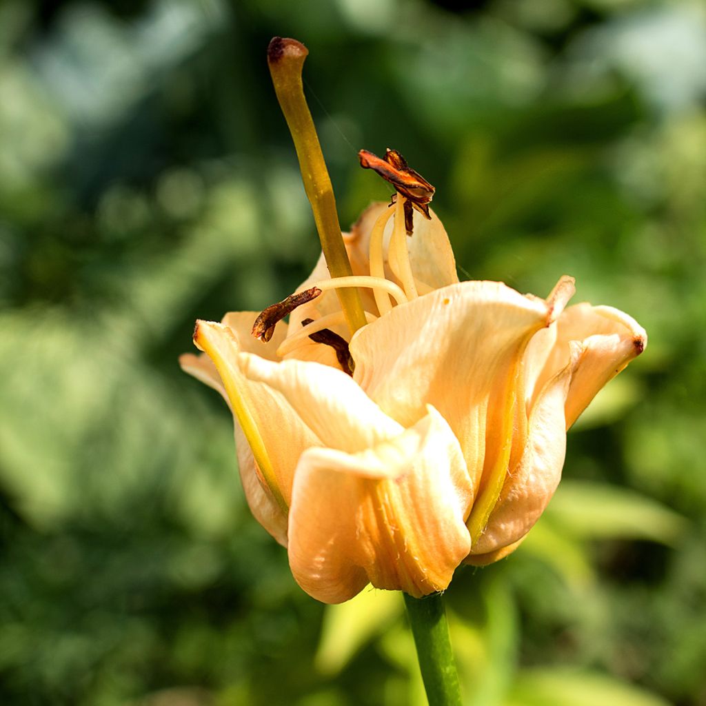 Lis double Apricot Fudge - Lilium asiaticum