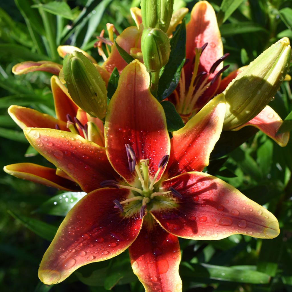 Lis hybride Avalon Sunset - Lilium asiatique x oriental