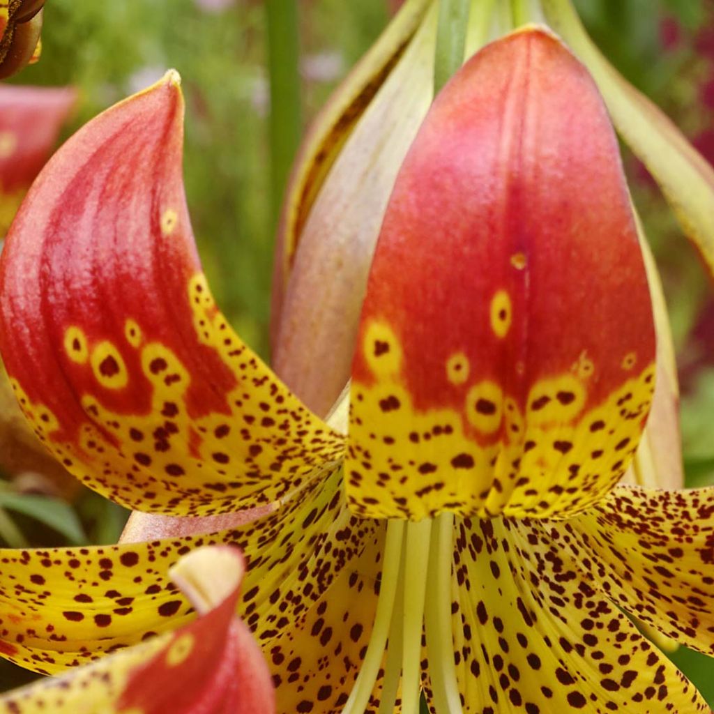 Lis hybride Fusion - Lilium (x) pardalinum