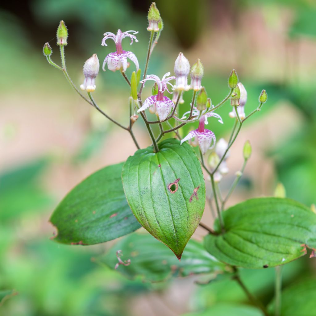 Tricyrtis macropoda - Lirio sapo