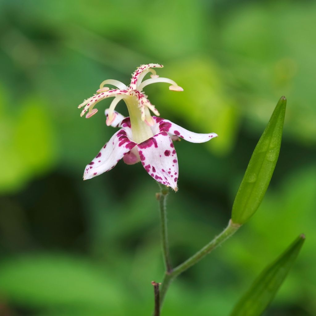 Tricyrtis macropoda - Lirio sapo