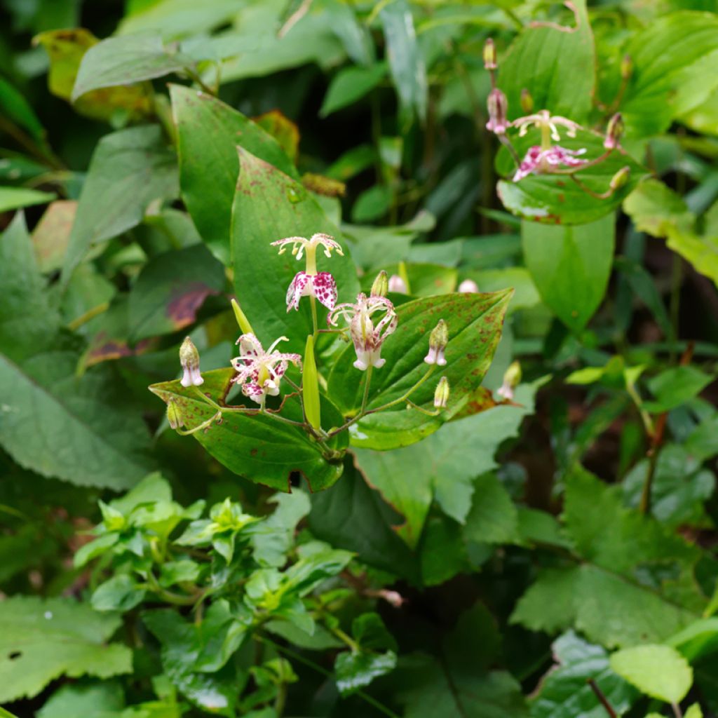 Tricyrtis macropoda - Lirio sapo