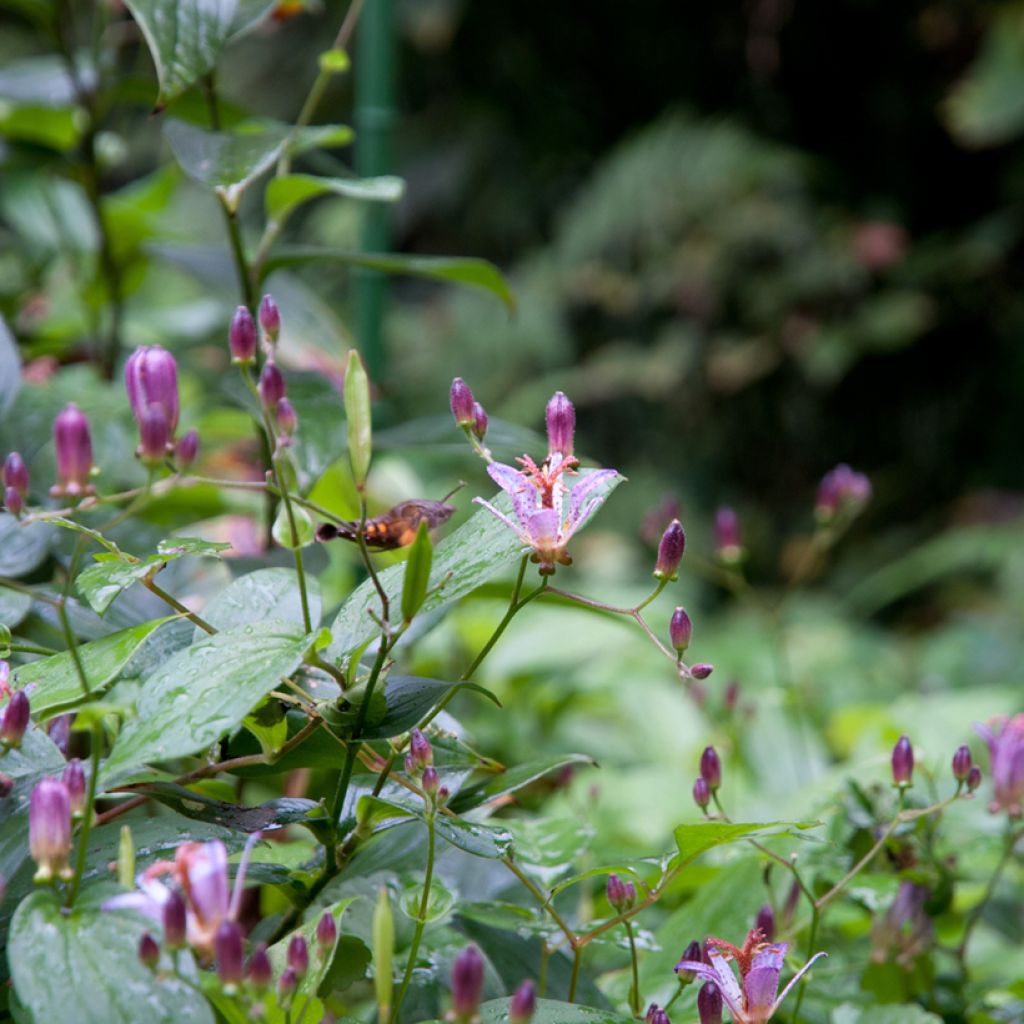 Tricyrtis formosana - Lirio sapo