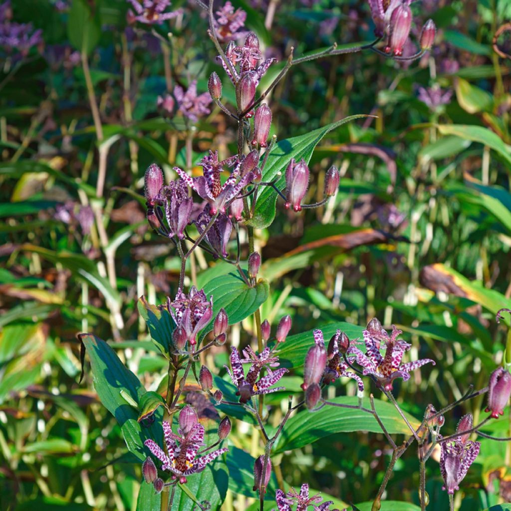 Tricyrtis formosana - Lirio sapo