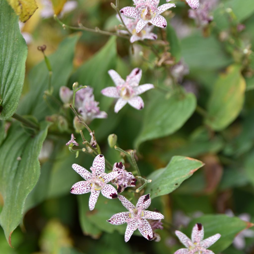 Tricyrtis formosana - Lirio sapo