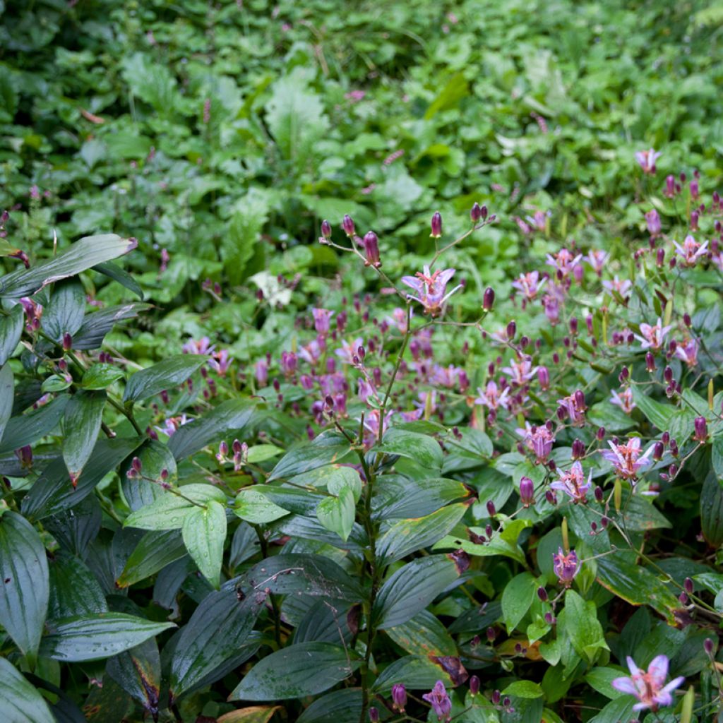 Tricyrtis formosana - Lirio sapo