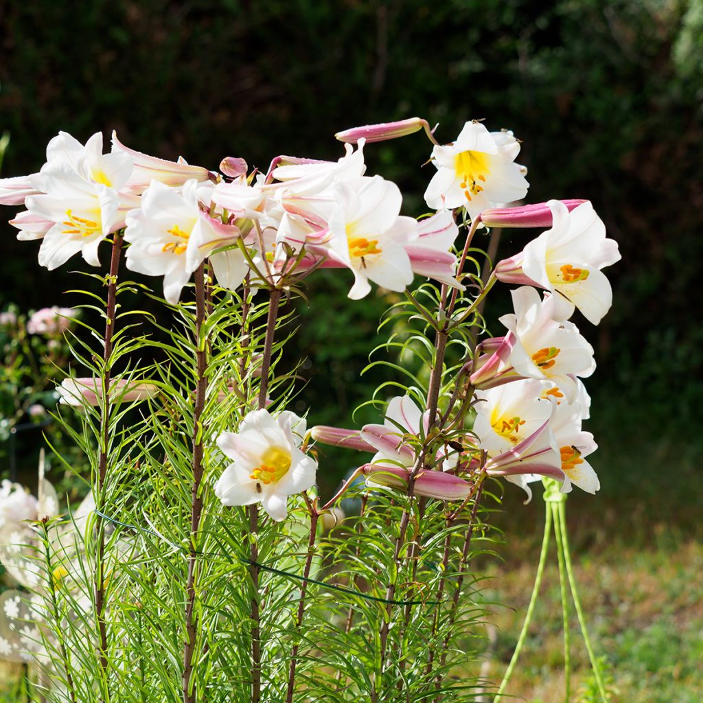 Lis royal espèce botanique - Lilium regale